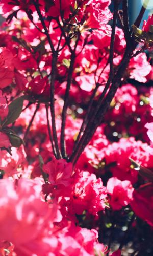 An azalea plant in bloom