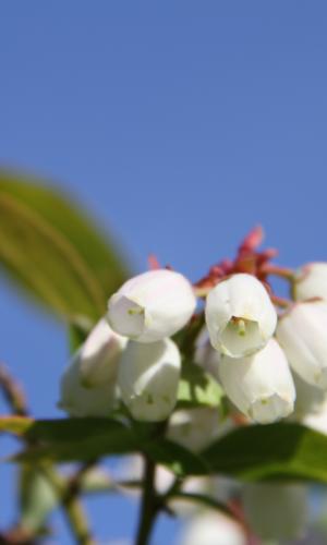 Picture of a blueberry plant
