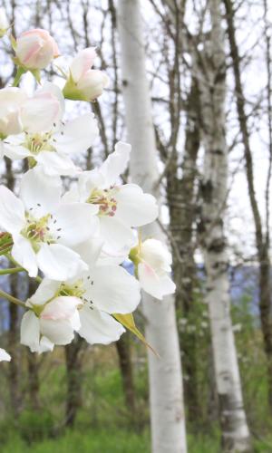Picture of a fruit tree on Formosa Nursery