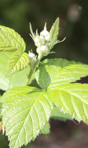 A picture of a shrub plant almost blooming