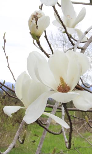 Picture of Magnolias in Blossom
