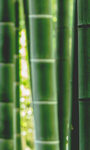 Picture of Bamboo