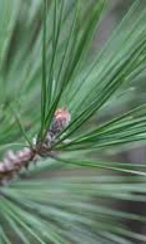  Japanese Black Pine