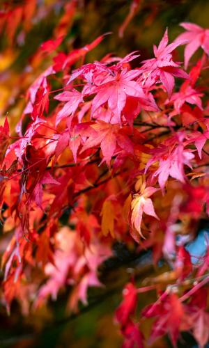 Japanese Maple Saplings